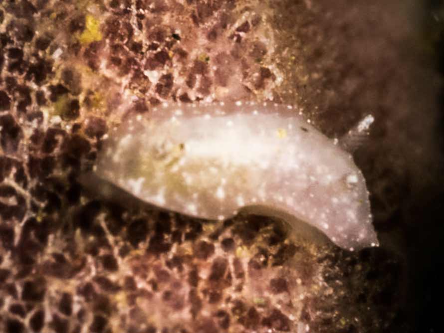 Chromodoris kalawakan